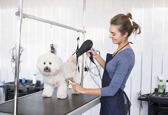 PAT Testing for Pet Care Groomers, Vets, Kennels, Catteries 